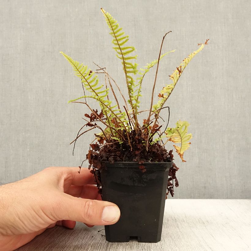 Exemplar von Dryopteris affinis Cristata - Fausse Fougère mâle Godet de 9cm wie im Herbst geliefert