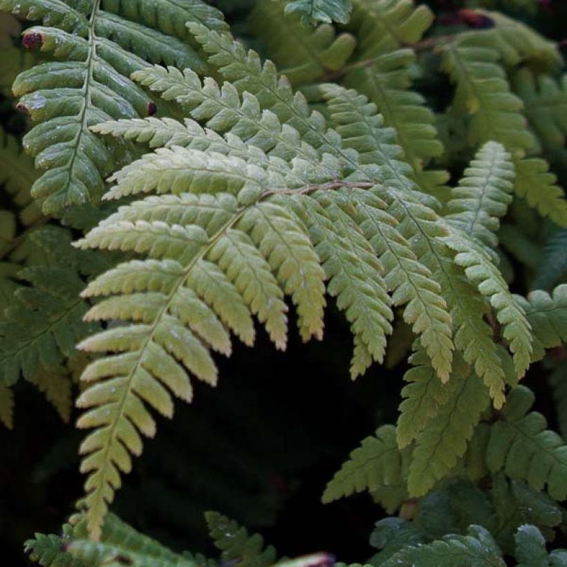 Dryopteris affinis - Wurmfarn (Laub)