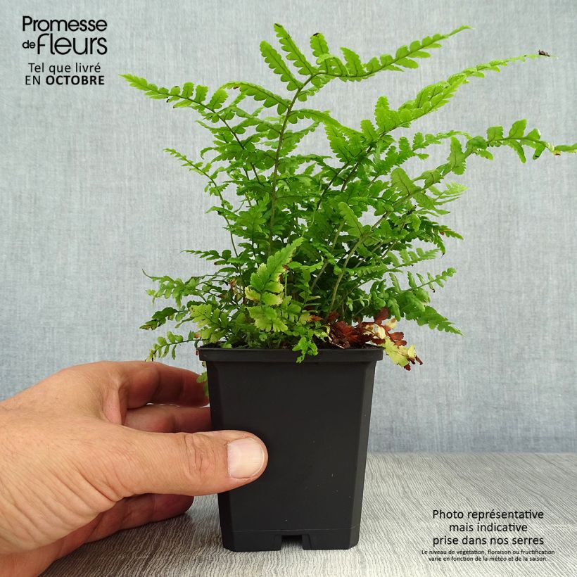 Exemplar von Dryopteris affinis - Fougère Godet de 9cm wie im Herbst geliefert