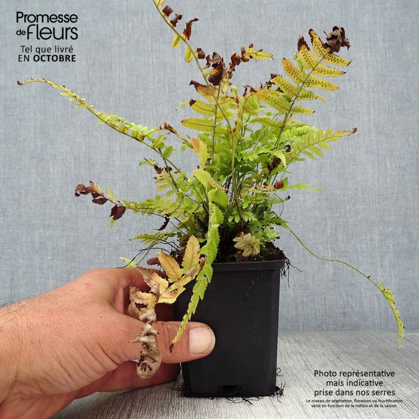 Exemplar von Dryopteris atrata ou cycadina - Fougère Godet de 9cm wie im Herbst geliefert