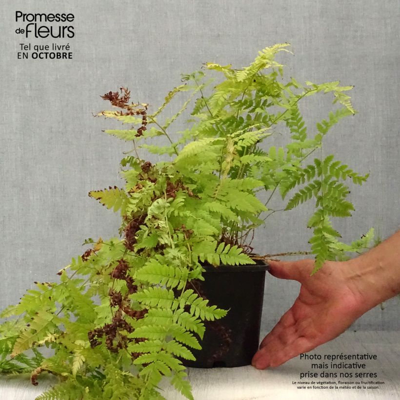 Exemplar von Dryopteris carthusiana - Fougère ou Dryoptéride des chartreux - Pot de 2L/3L wie im Herbst geliefert