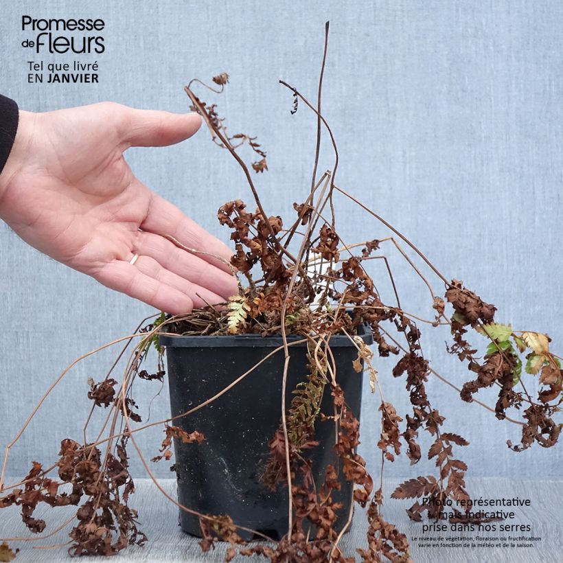 Exemplar von Dryopteris carthusiana - Fougère ou Dryoptéride des chartreux - Pot de 2L/3L wie im Winter geliefert