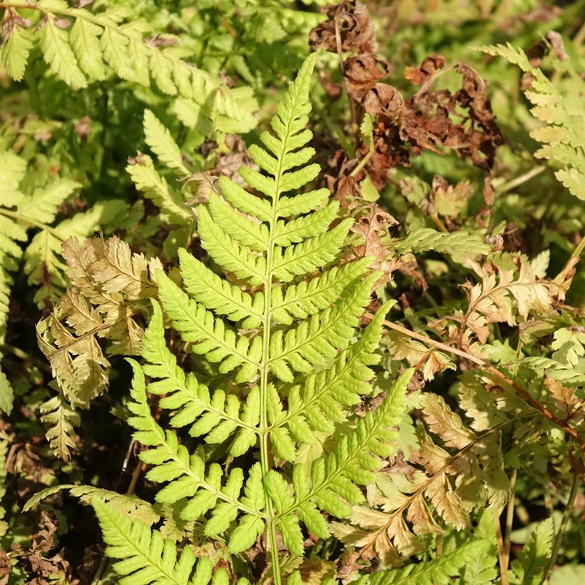 Dryopteris dilatata Crispa Whiteside - Wurmfarn (Laub)