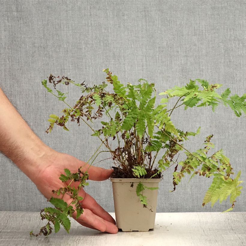 Exemplar von Dryopteris dilatata Crispa Whiteside - Fougère Godet de 9cm wie im Sommer geliefert