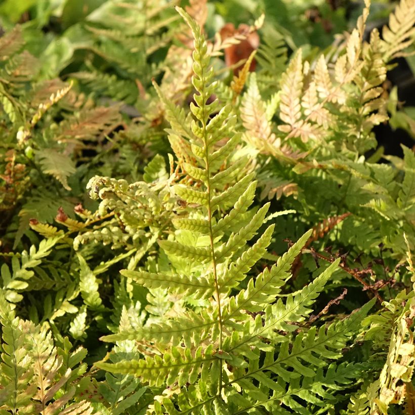 Dryopteris erythrosora Prolifica - Wurmfarn (Laub)