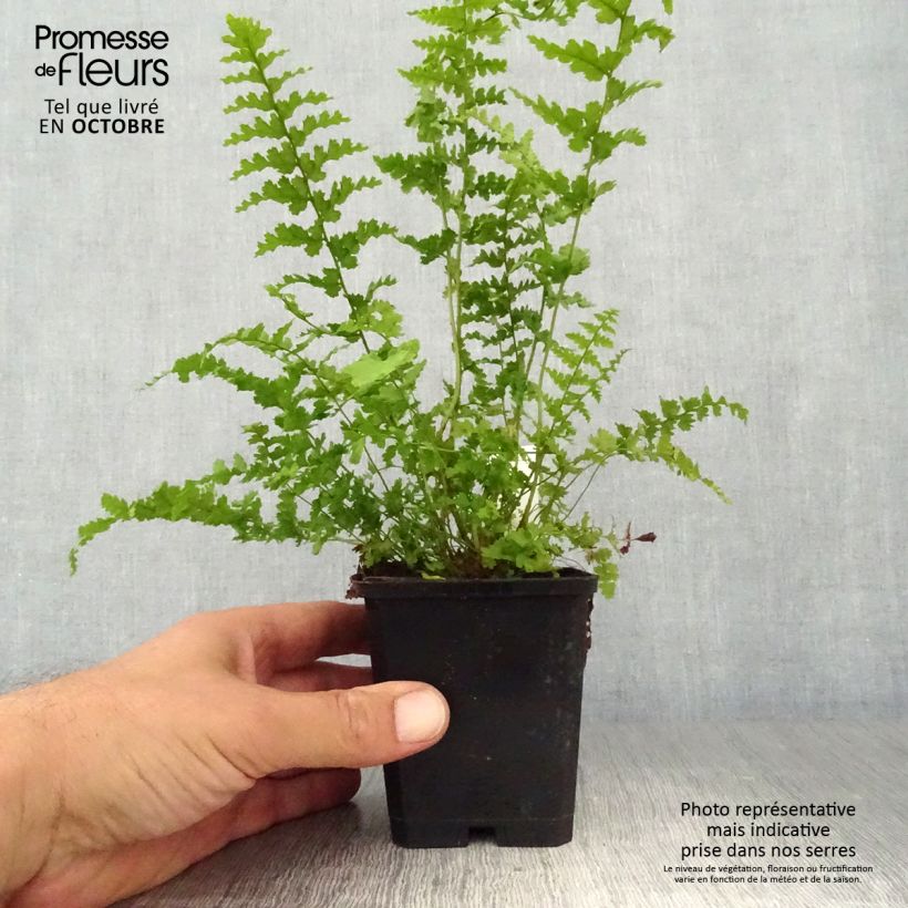 Exemplar von Dryopteris filix-mas Barnesii - Fougère mâle Godet de 9cm wie im Herbst geliefert