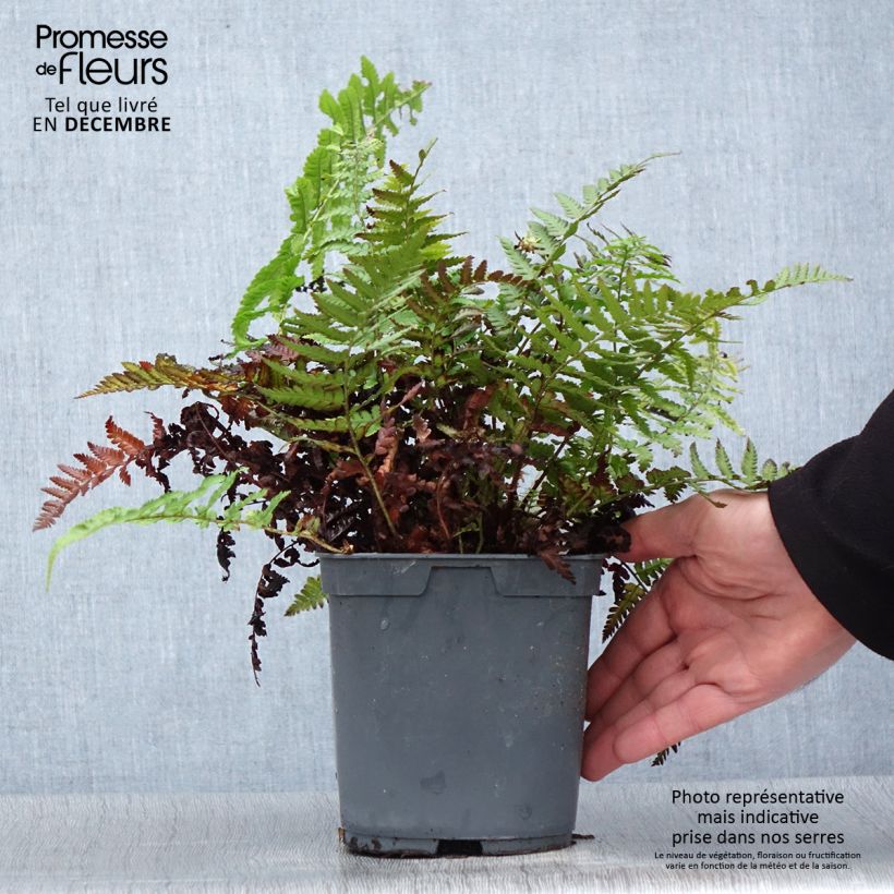 Exemplar von Dryopteris filix-mas - Fougère mâle Pot de 2L/3L wie im Winter geliefert