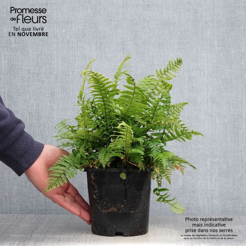 Exemplar von Dryopteris kuratae - Fougère Pot de 2L/3L wie im Herbst geliefert