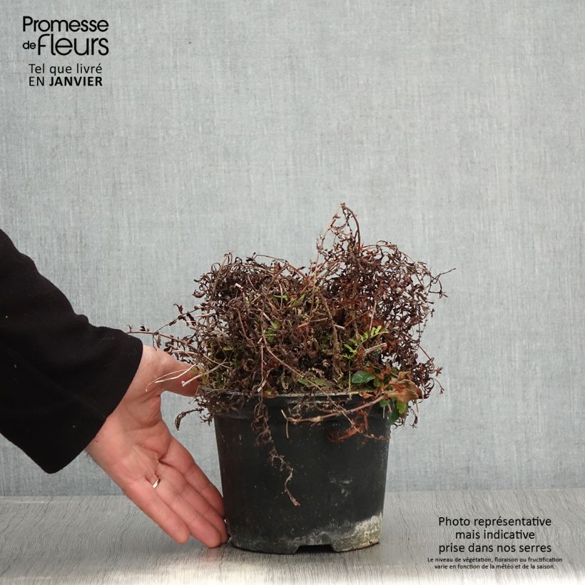 Exemplar von Dryopteris Linearis Polydactyla - Fougère mâle - Pot de 2L/3L wie im Winter geliefert