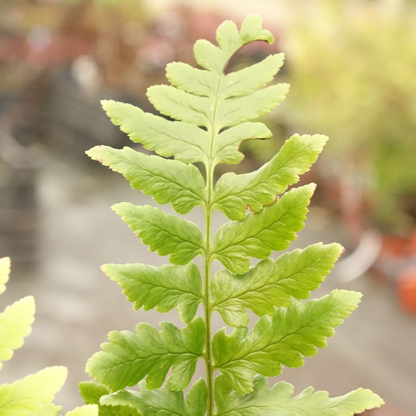 Dryopteris ludoviciana - Wurmfarn (Laub)