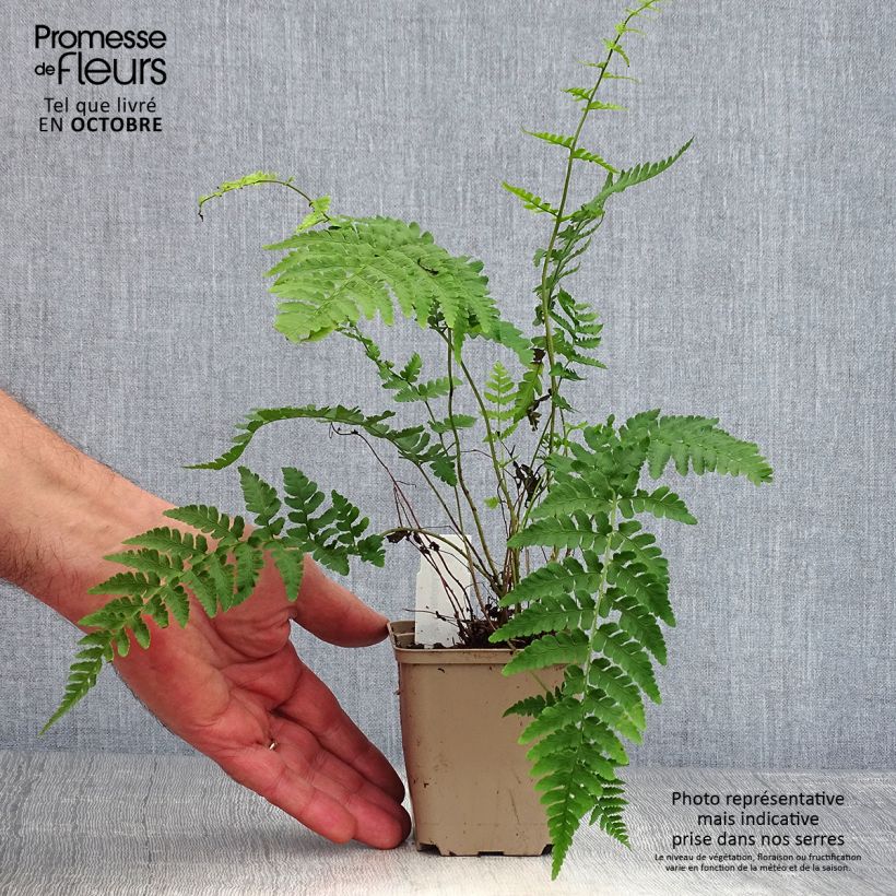 Exemplar von Dryopteris marginalis - Fougère Godet de 9cm wie im Herbst geliefert