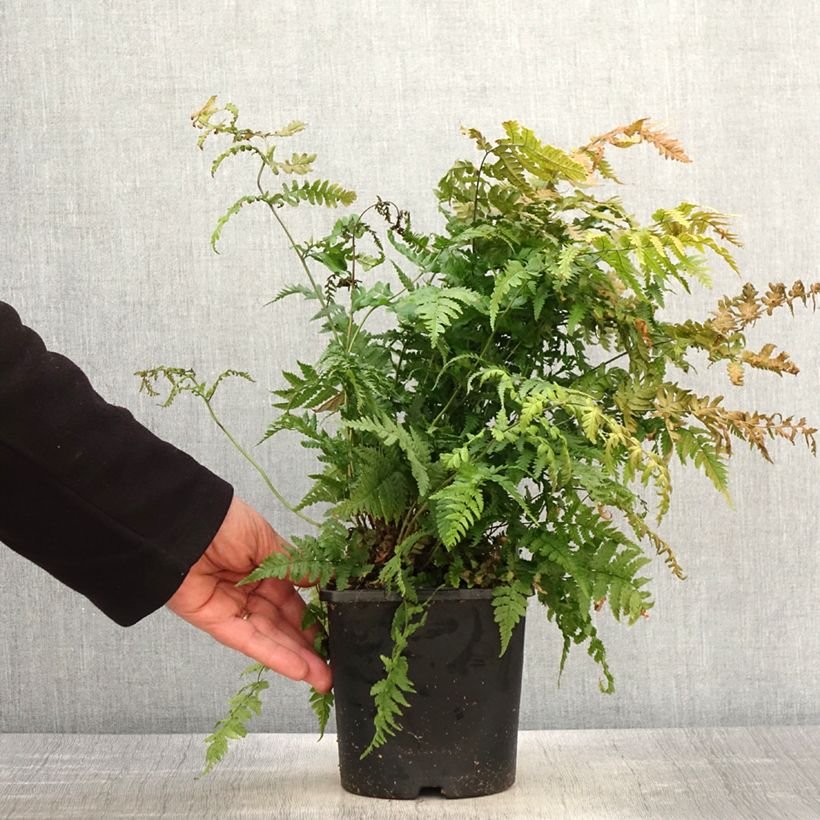 Exemplar von Dryopteris stewartii - Fougère - Pot de 2L/3L wie im Frühjahr geliefert