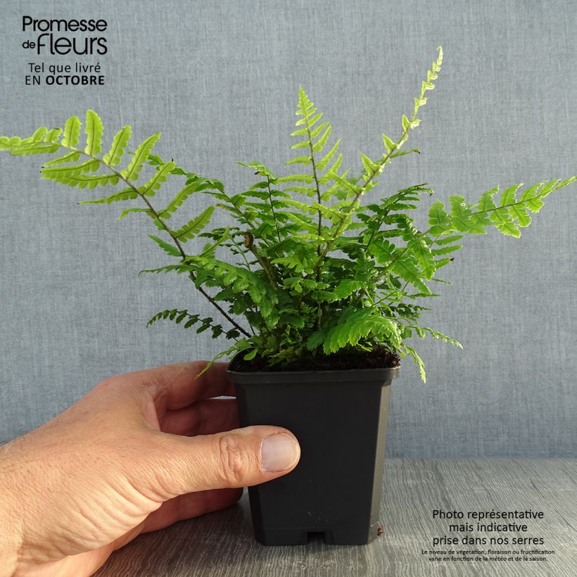 Exemplar von Dryopteris wallichiana - Wurmfarn wie im Herbst geliefert