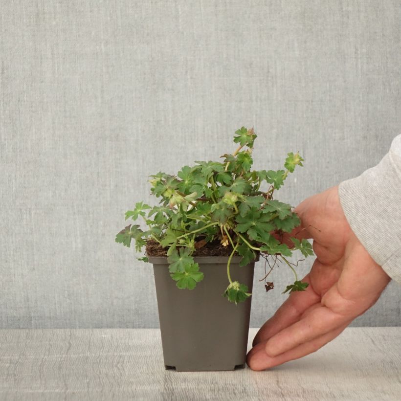 Exemplar von Geranium cantabrigiense Cambridge - Cambridge Storchschnabel wie im Frühjahr geliefert