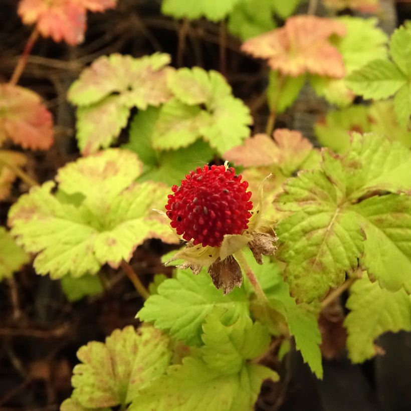 Duchesnea indica - Indische Erdbeere (Blüte)