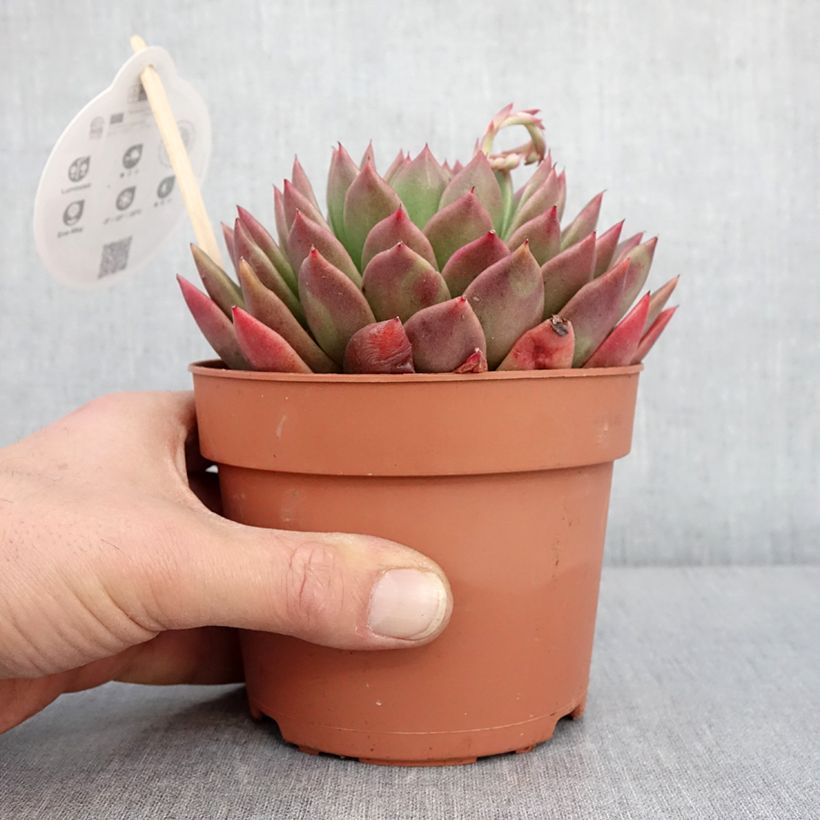 Exemplar von Echeveria agavoides - Echeverie Topf mit 1L/1,5LGelieferte Höhe ca. 10cm wie im Winter geliefert