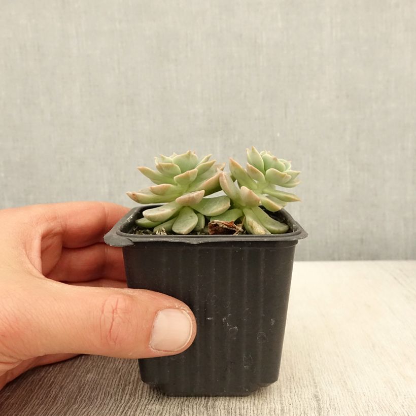 Exemplar von Echeveria derenbergii - Echeverie Kleine Töpfe von 8/9 cm wie im Frühjahr geliefert