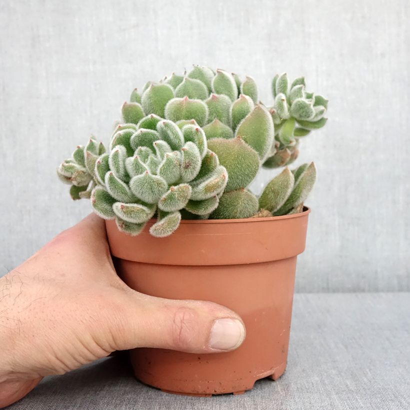 Exemplar von Echeveria setosa - Echeverie Topf mit 1L/1,5LGelieferte Höhe ca. 10cm wie im Winter geliefert