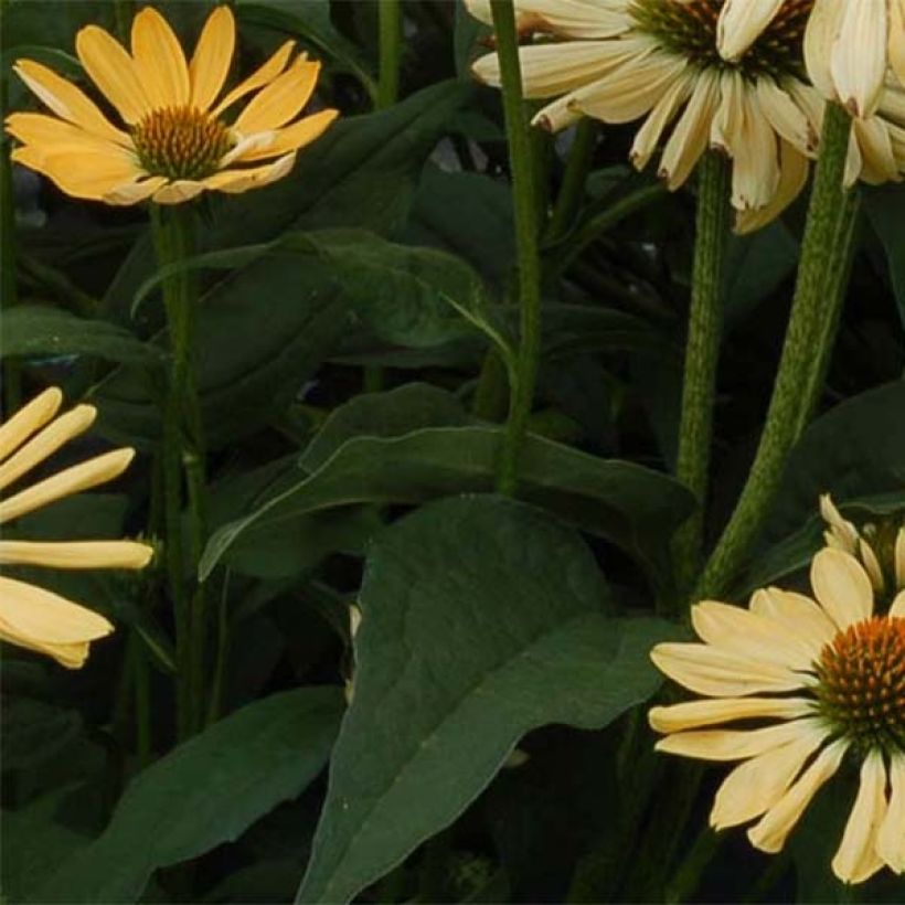 Echinacea purpurea Aloha - Sonnenhut (Laub)