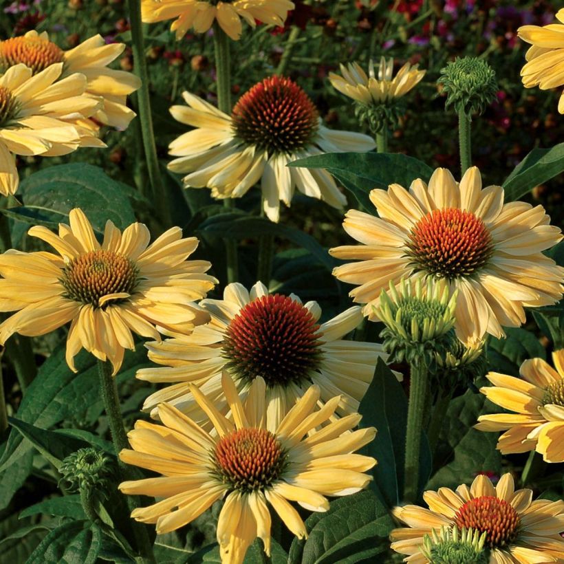 Echinacea purpurea Aloha - Sonnenhut (Blüte)