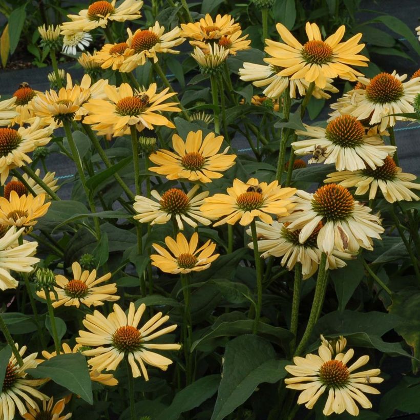 Echinacea purpurea Aloha - Sonnenhut (Hafen)