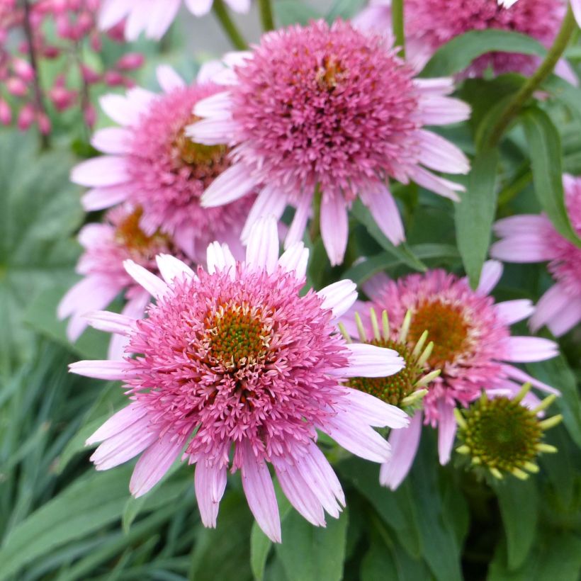 Echinacea purpurea Butterfly Kisses - Sonnenhut (Blüte)