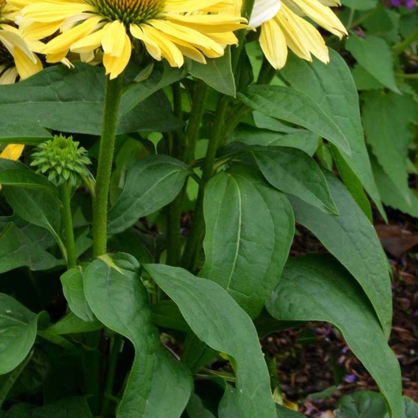 Echinacea purpurea Chiquita - Sonnenhut (Laub)