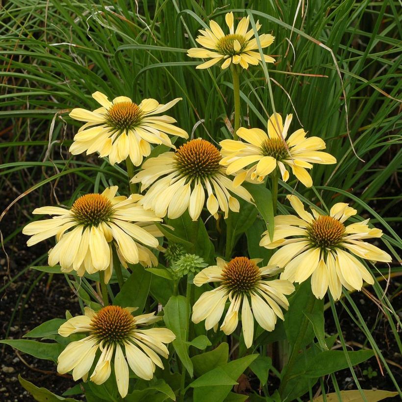 Echinacea purpurea Chiquita - Sonnenhut (Blüte)