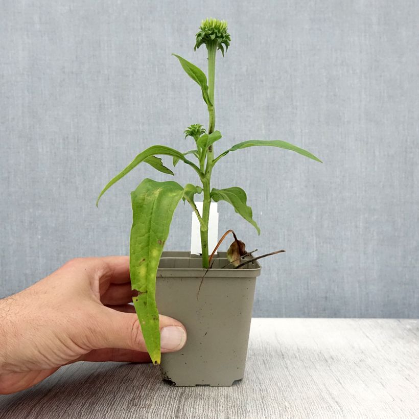 Exemplar von Echinacea Chiquita - Echinacée Godet de 9cm wie im Herbst geliefert