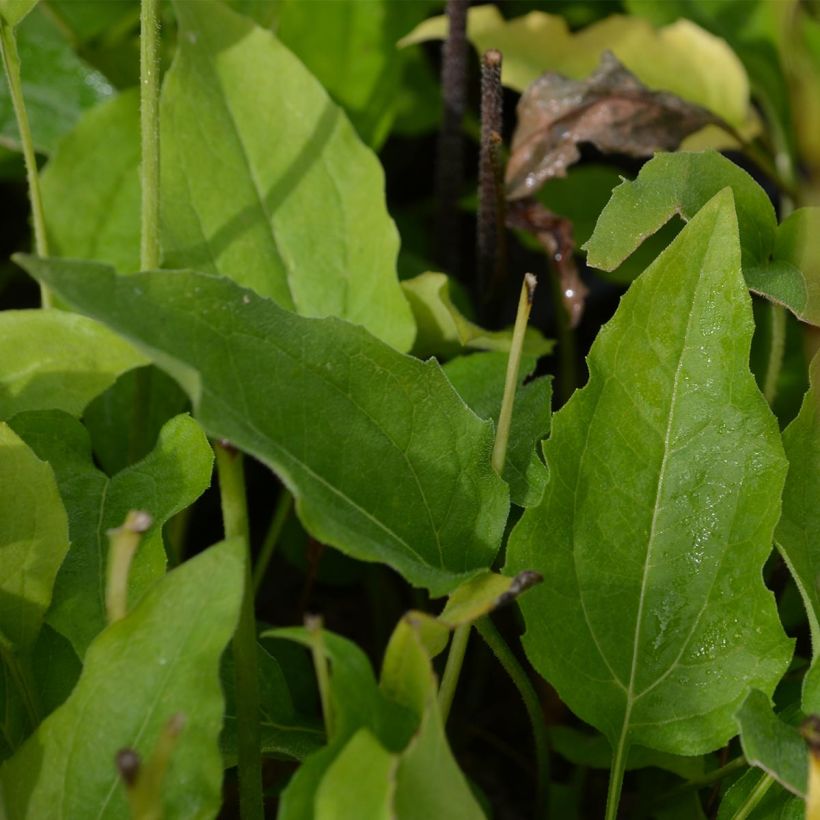 Echinacea purpurea Coconut Lime - Sonnenhut (Laub)