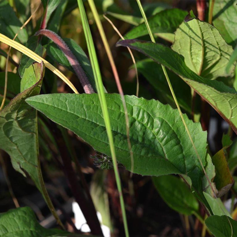 Echinacea purpurea Fatal Attraction - Sonnenhut (Laub)