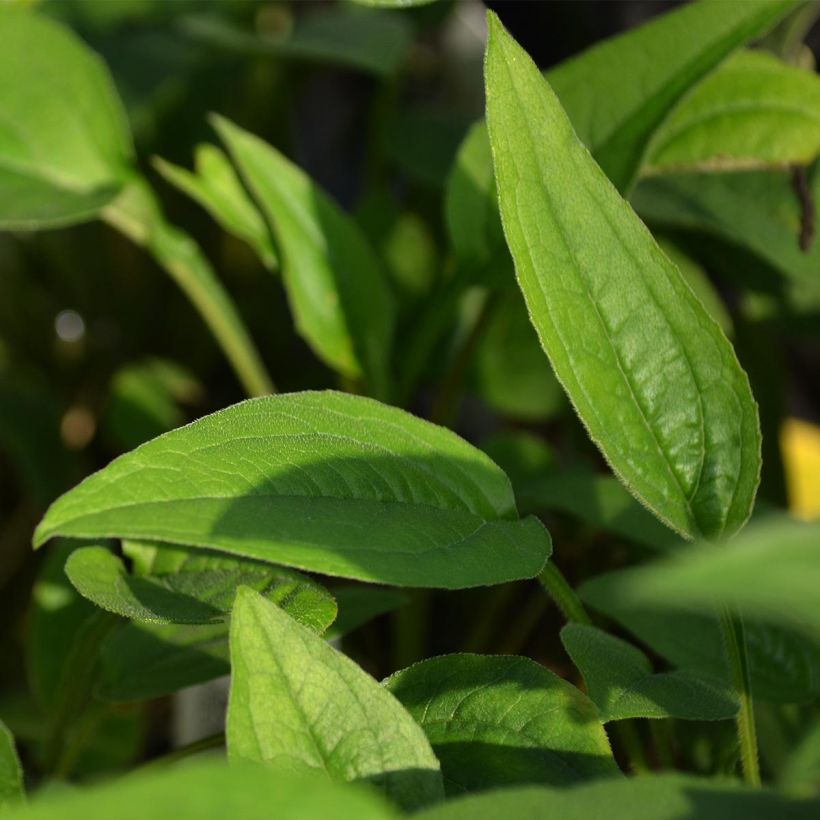 Echinacea purpurea Green Envy - Sonnenhut (Laub)