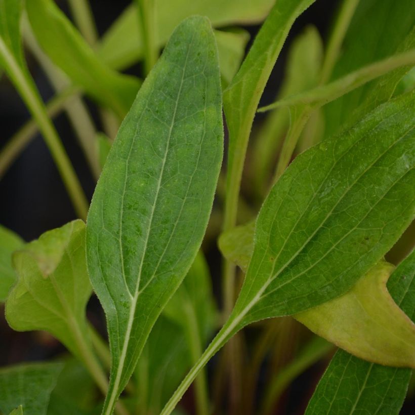 Echinacea purpurea Hot Papaya - Sonnenhut (Laub)