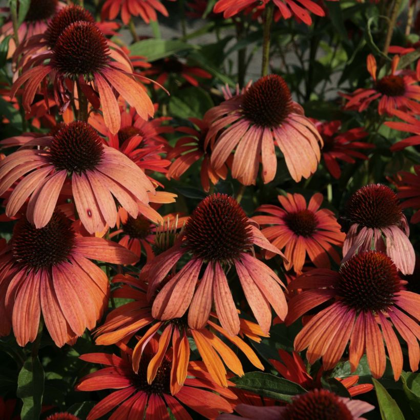 Echinacea Julia - Scheinsonnenhut (Blüte)