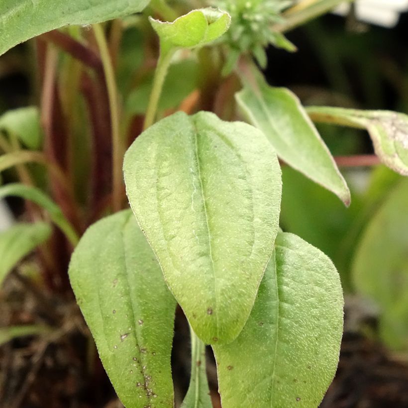 Echinacea Julia - Scheinsonnenhut (Laub)