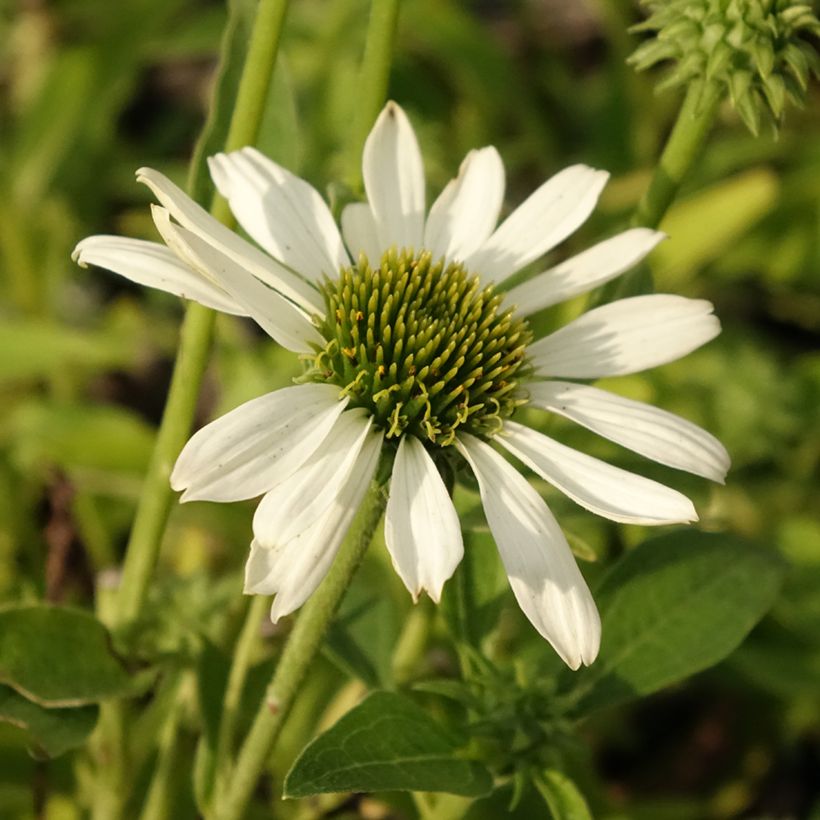 Echinacea Kismet White - Scheinsonnenhut (Blüte)