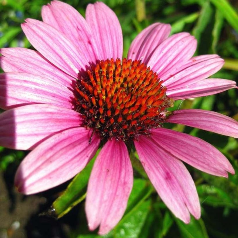 Echinacea purpurea Little Magnus - Sonnenhut (Blüte)