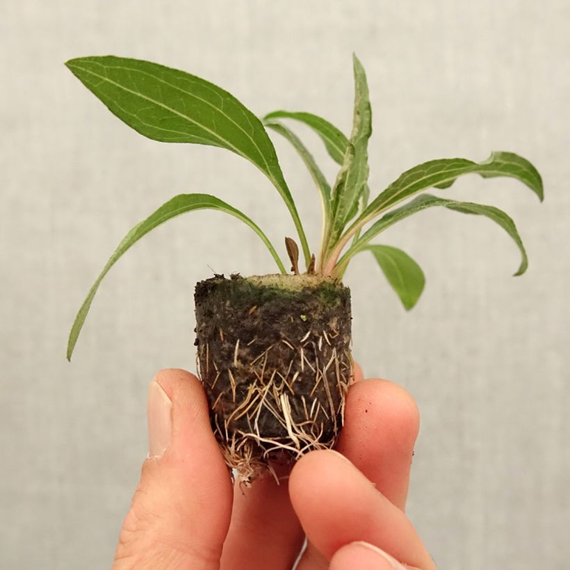 Exemplar von Echinacea Minibelle - Echinacée - Mini-motte Ø 3/4 cm wie im Frühjahr geliefert