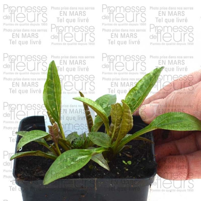 Beispiel eines Exemplars von Echinacea Pacific Summer - Echinacée Godet de 8/9 cm wie geliefert