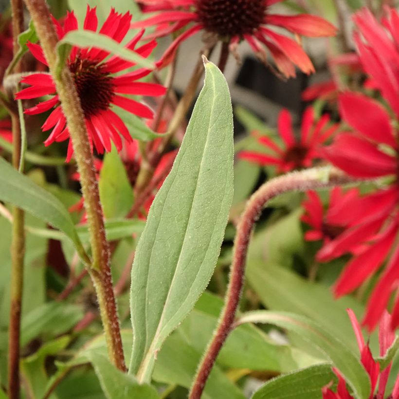 Echinacea purpurea Prima Ruby - Sonnenhut (Laub)