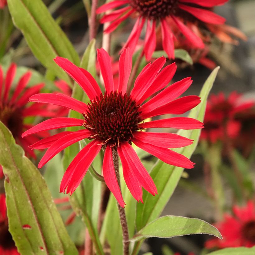 Echinacea purpurea Prima Ruby - Sonnenhut (Blüte)