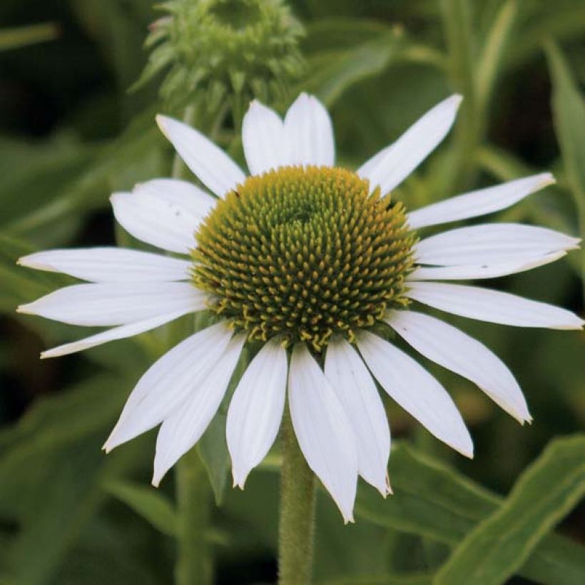 Echinacea purpurea Purity - Sonnenhut (Blüte)