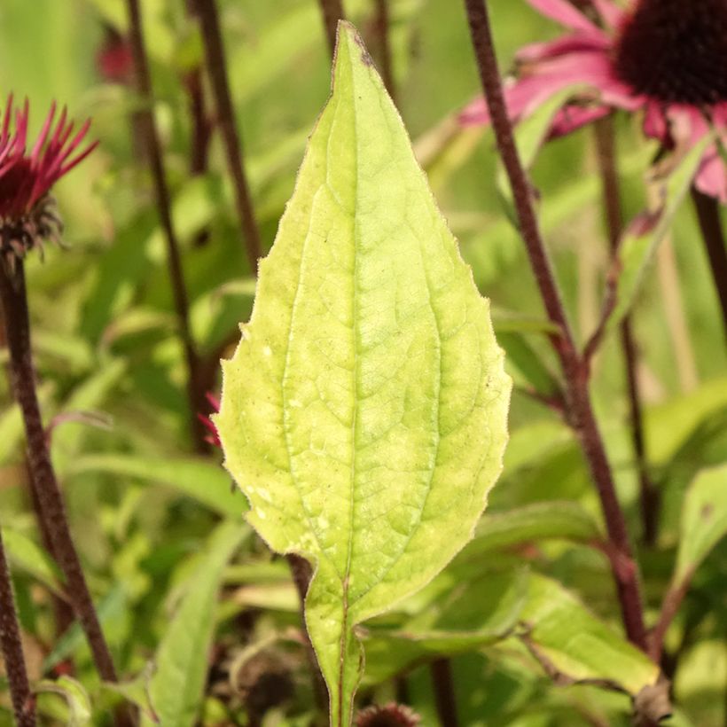 Echinacea purpurea Augustkönigin - Sonnenhut (Laub)