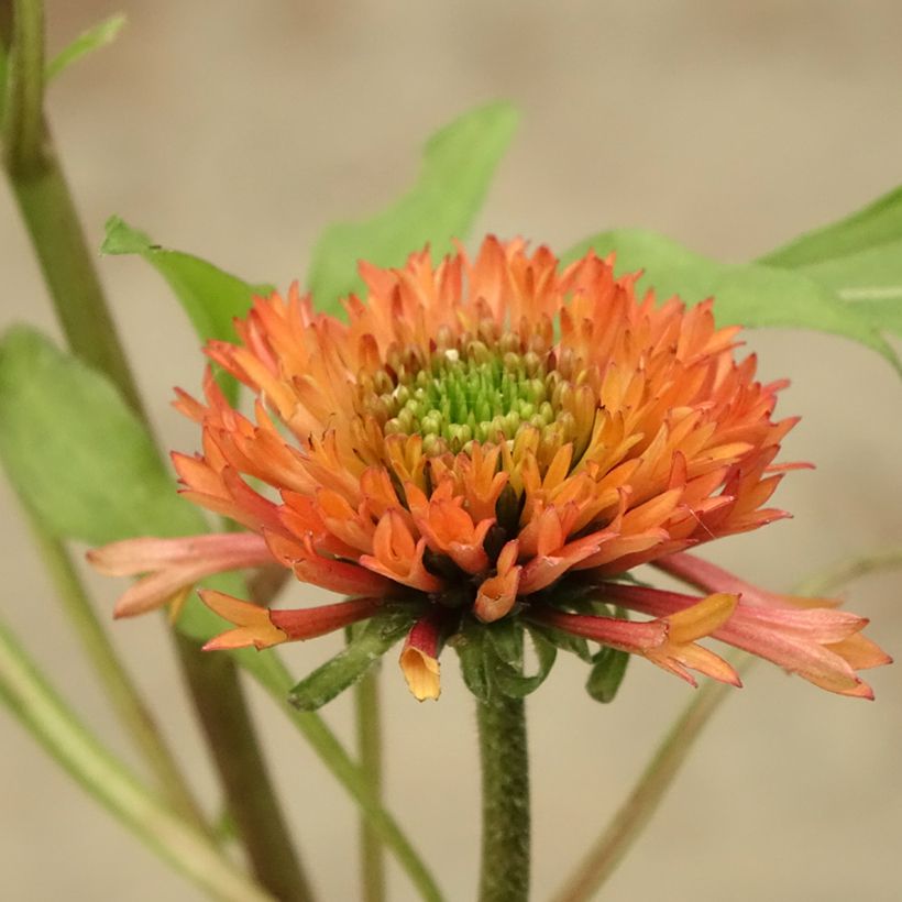 Echinacea purpurea Irresistible - Sonnenhut (Blüte)