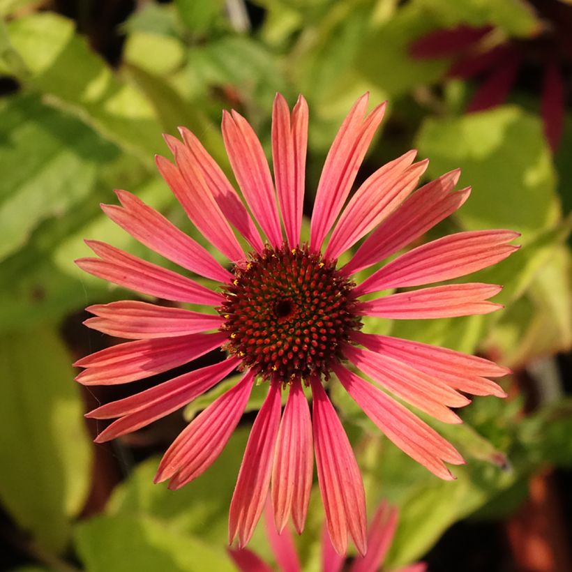 Echinacea purpurea Summer Cocktail - Sonnenhut (Blüte)