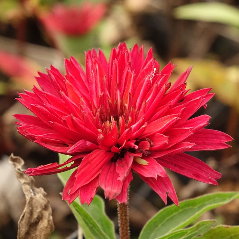 Echinacea purpurea Sundown - Sonnenhut (Blüte)