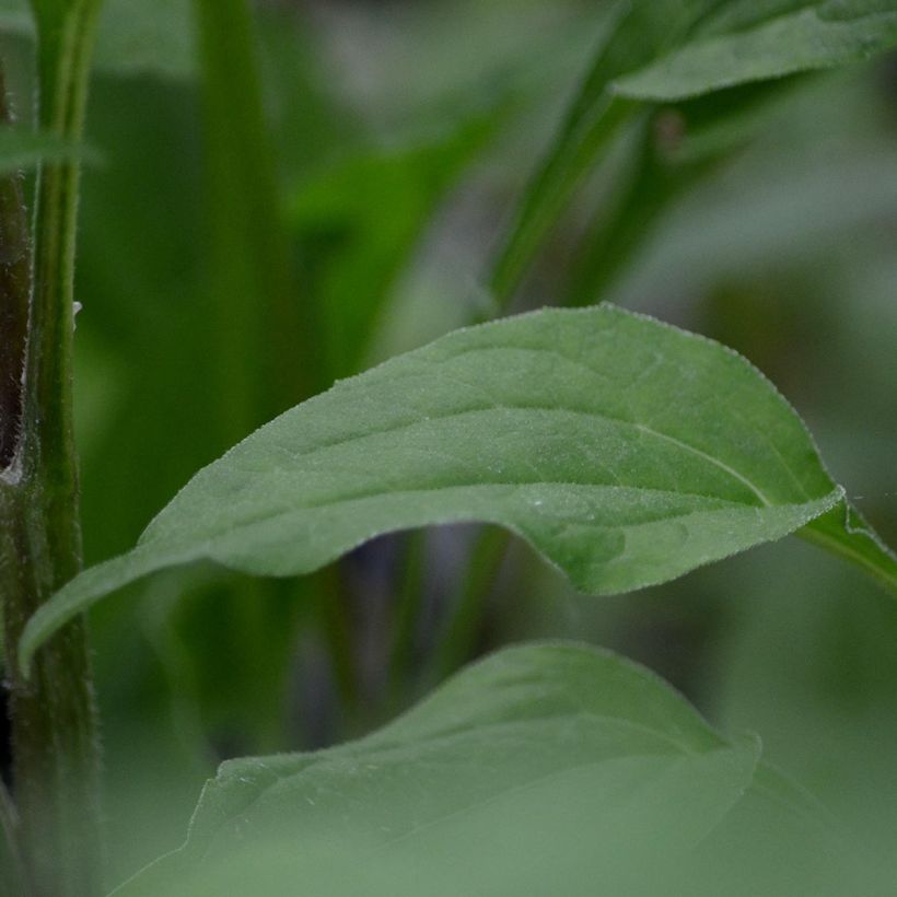 Echinacea purpurea Secret Romance - Sonnenhut (Laub)