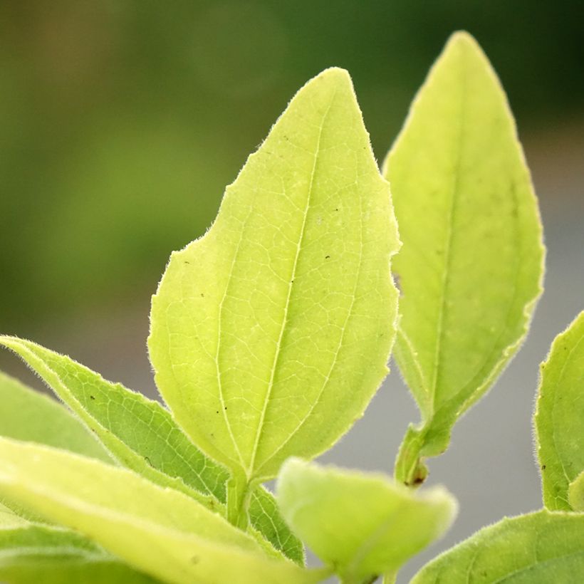 Echinacea purpurea SunSeekers Apple Green - Sonnenhut (Laub)