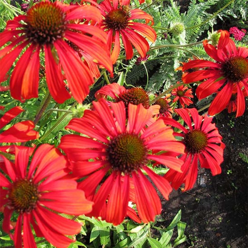 Echinacea purpurea Tomato Soup - Sonnenhut (Blüte)