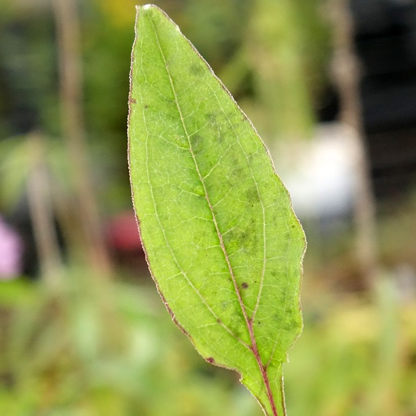 Echinacea purpurea Sombrero Baja Burgundy - Sonnenhut (Laub)